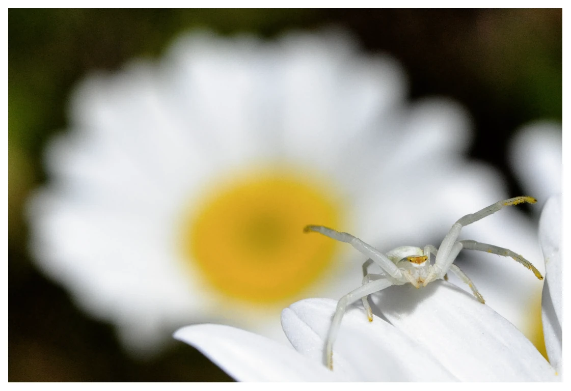 A macro photo of a white crab spider with its front legs raised in a warning posture against the backdrop of an out of focus daisy flower.